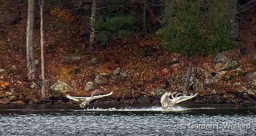 Three Swans Arriving_DSCF5298B.jpg - Trumpeter Swans (Cygnus buccinator) photographed near Maberly, Ontario, Canada.